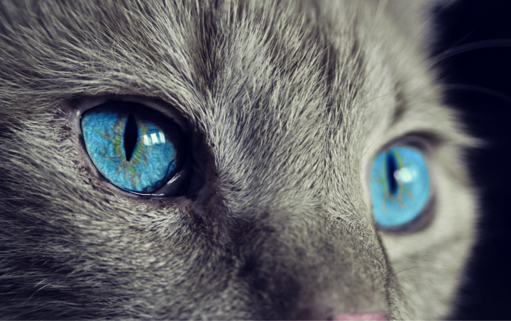 猫の青い目の画像
